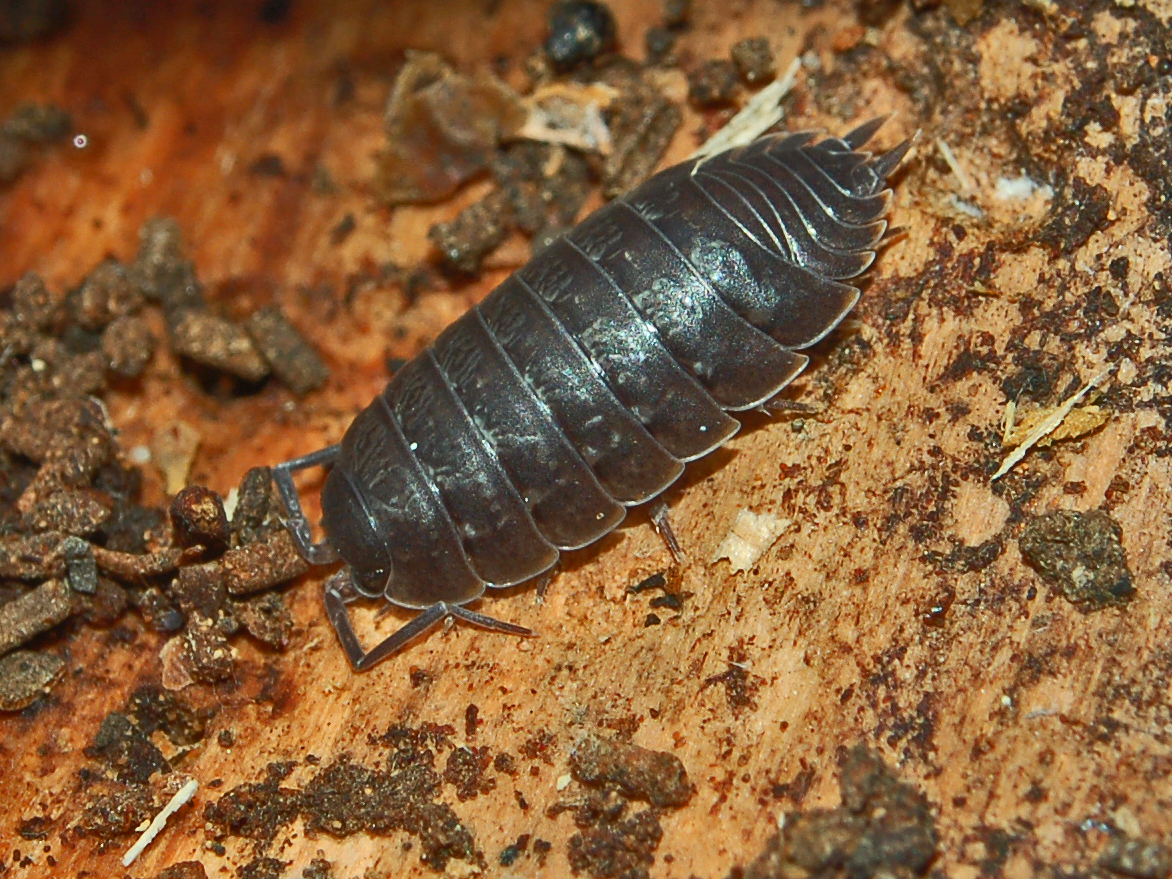millipedes for sale