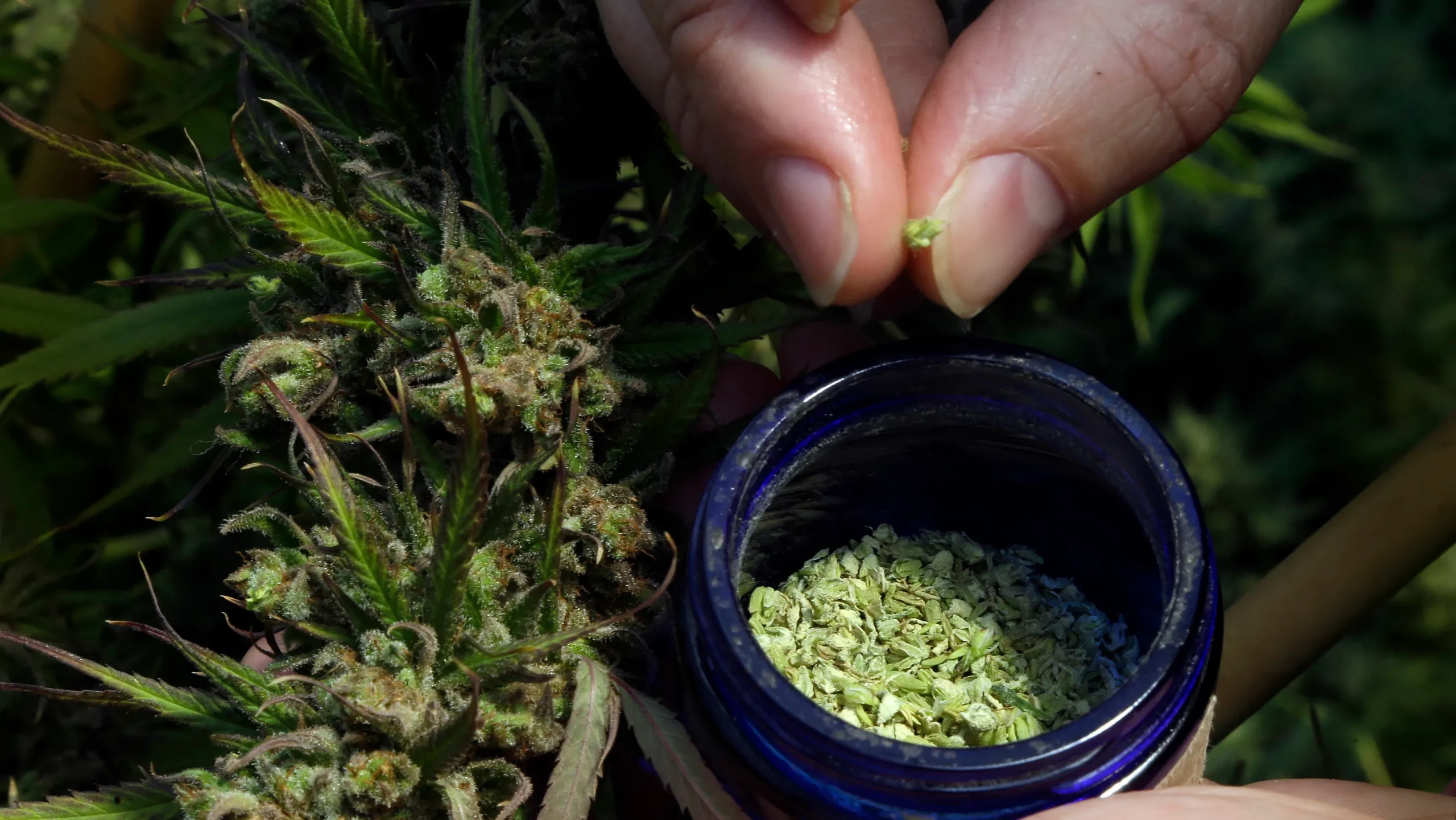 difference between thca and thc flower